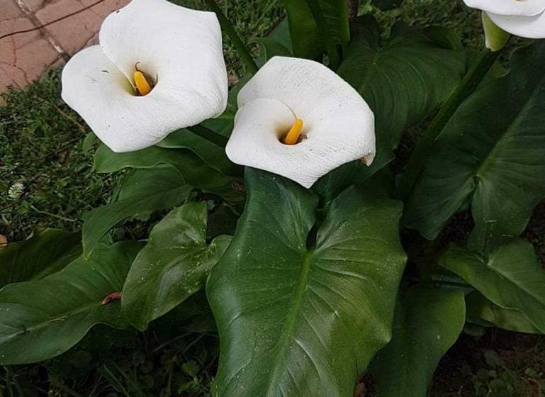 پانسیون Villa Elena Un Refugio En El Bosque