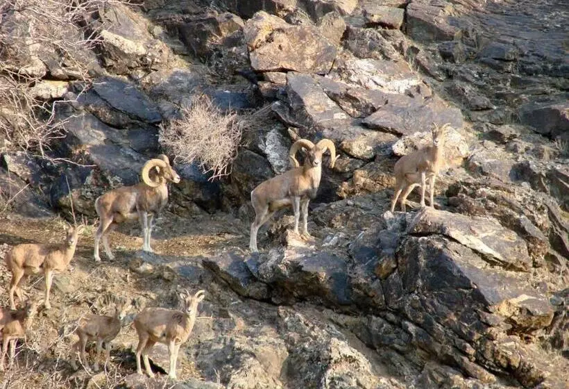 Majatalo Shiringul Guesthouse In Nuratau Mountain