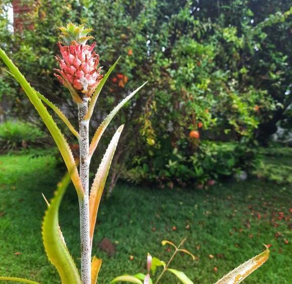 بنسيون Eusebiocity