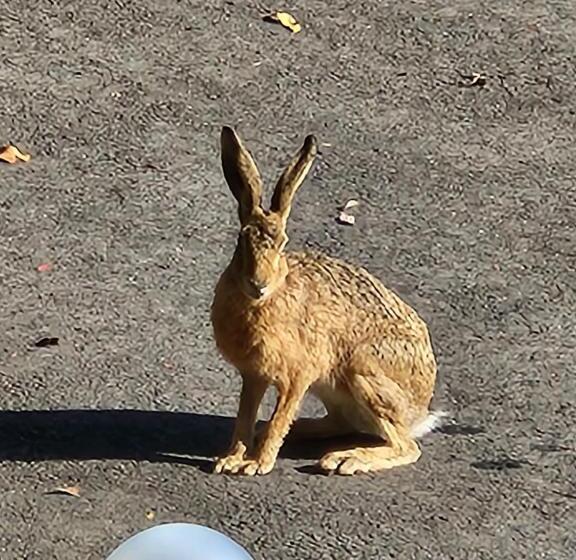 ペンション Self Contained Guesthouse For 7ppl, W Pool