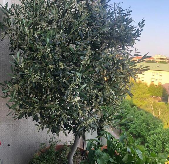 بنسيون Casabella