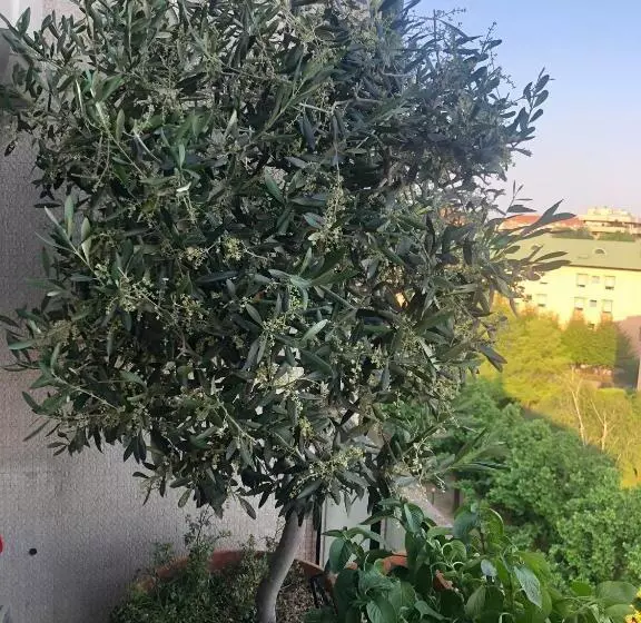 پانسیون Casabella