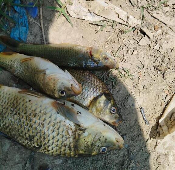 ペンション Foziya Guest House