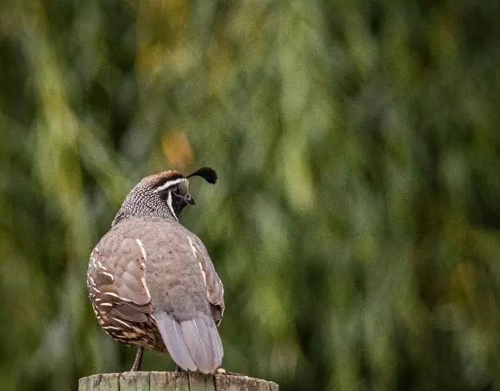 Aamiaismajoitus (B&B) About Thyme For Sleeps & Treats