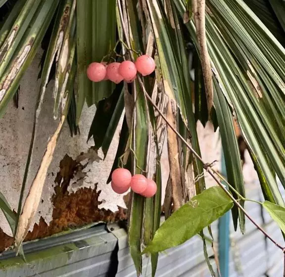 Hotelli Bertam Cottage Penang