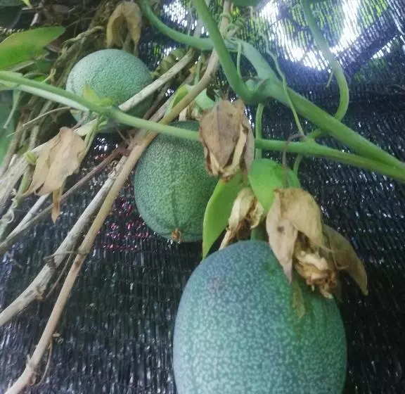 ペンション Strawberry Rest House Mesilou Kundasang