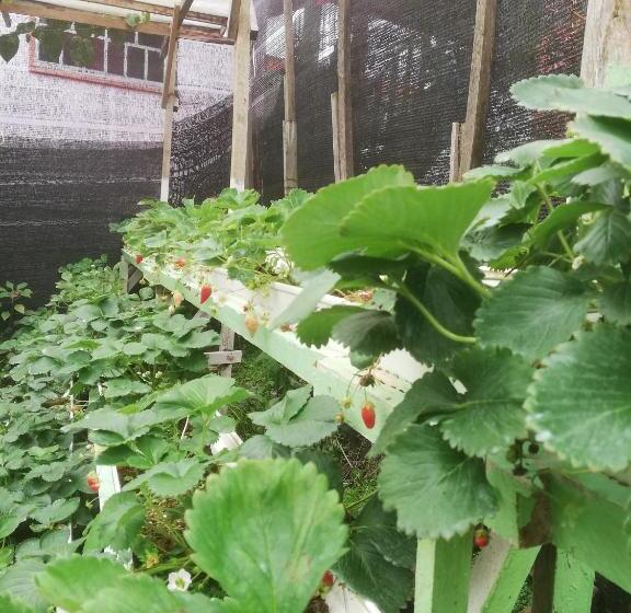 膳宿费 Strawberry Rest House Mesilou Kundasang
