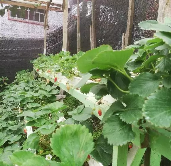 ペンション Strawberry Rest House Mesilou Kundasang