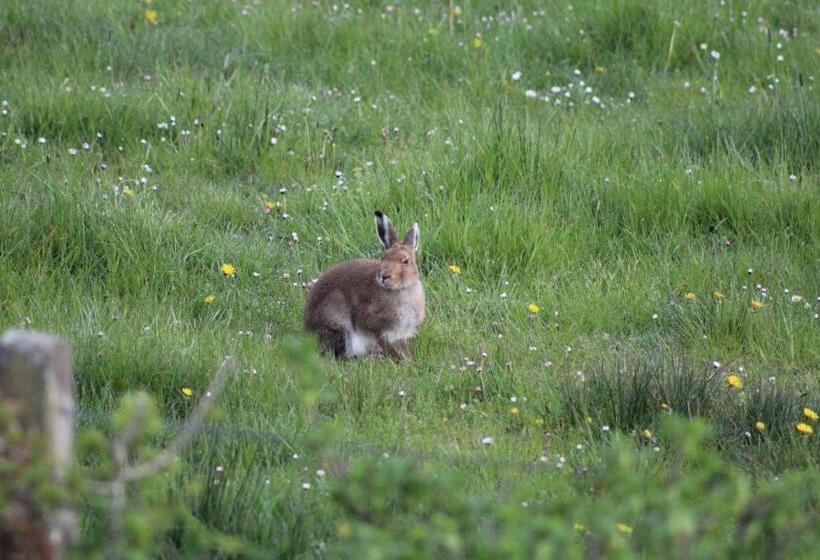 צימר Luachra Lodge