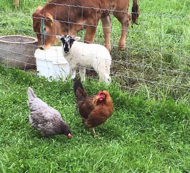 צימר Luachra Lodge