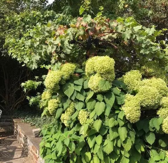 Hotelli Weinquartier Burggarten