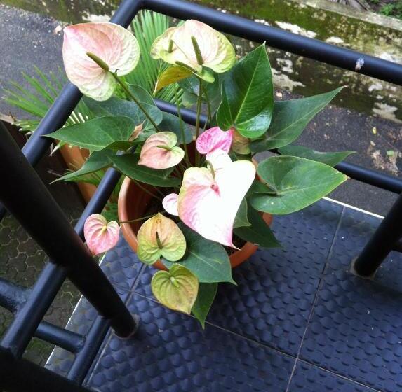 צימר Paradise Inn Guest House