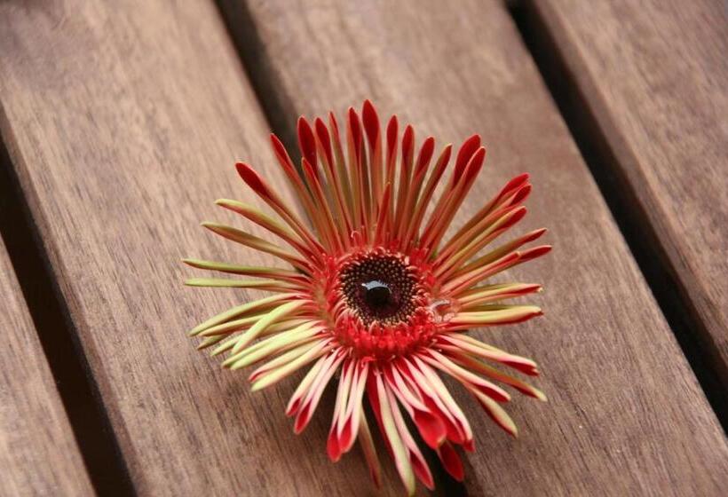 مبيت وإفطار Sole E Girasoli