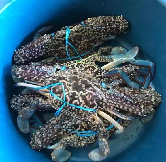 Majatalo Spheredivers Scuba & Leisure