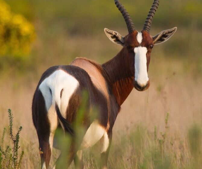 Babette Bed And Breakfast