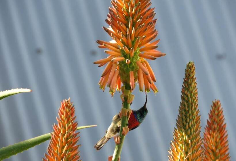 بنسيون Langeberg Guest Lodge