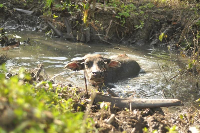 Hotel Loboc River Resort