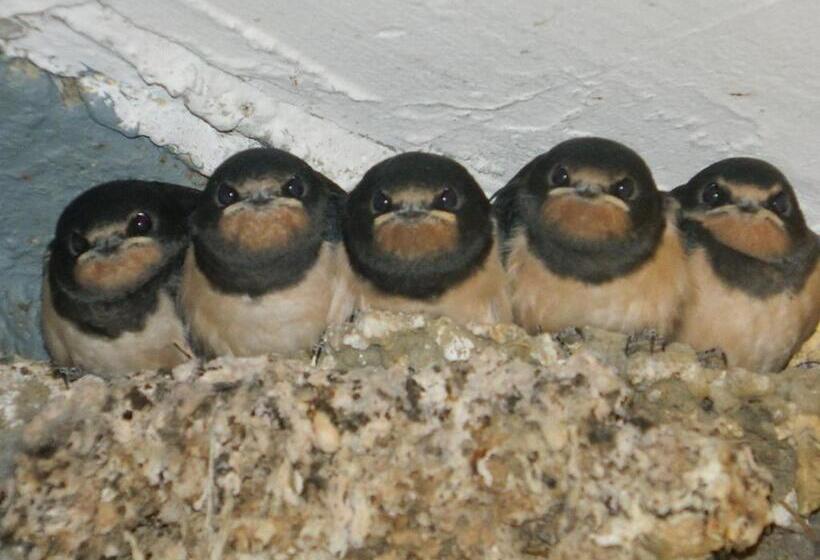 ホテル Garni Goldenes Kreuz