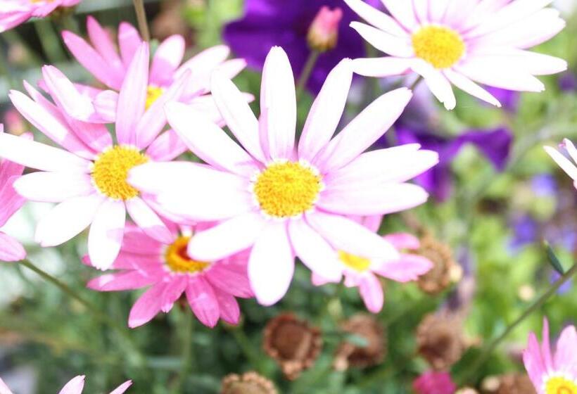 مبيت وإفطار Seacourt Accommodation Tramore   Adult Only