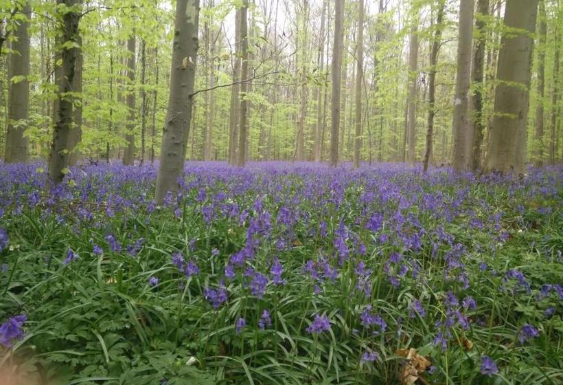 בית מלון כפרי Alsput