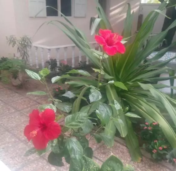 تختخواب و صبحانه Résidence Tichani Club