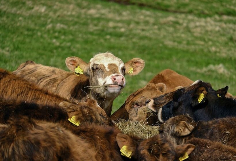 هتل Hraunsnef Country