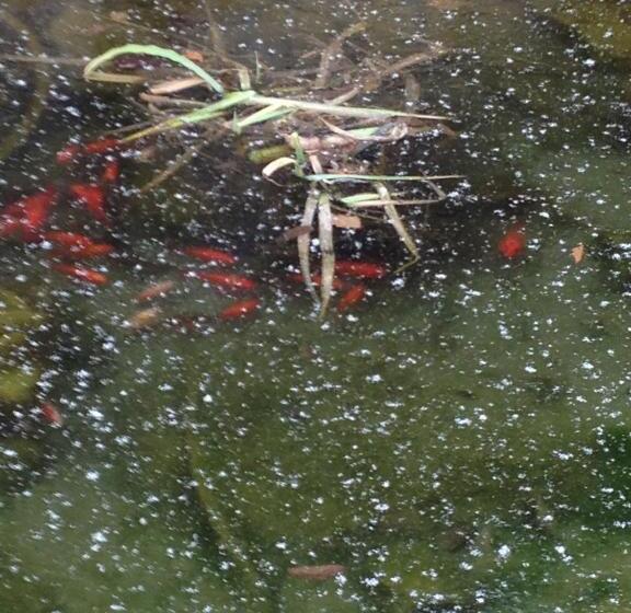 فندق Oazis Panzió