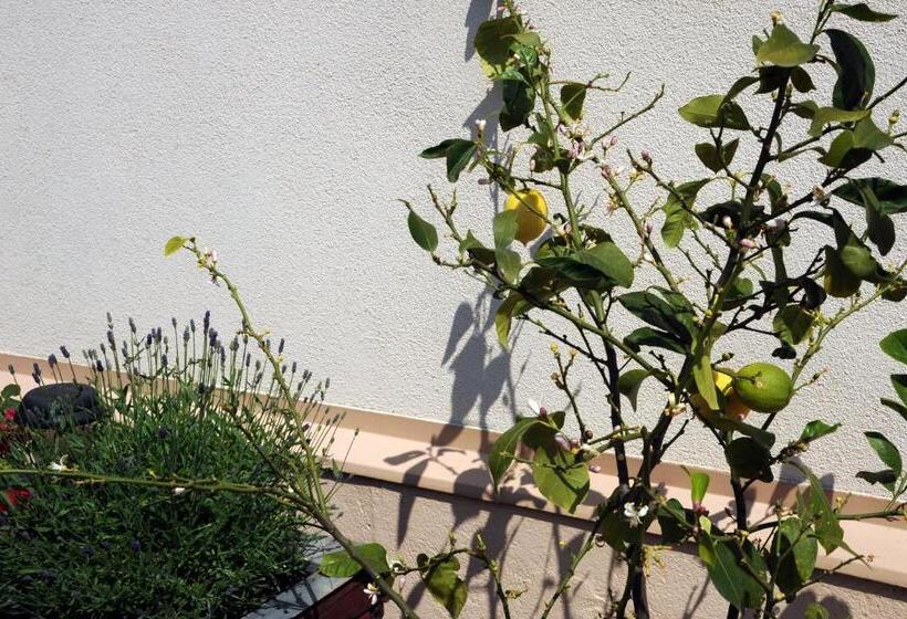 فندق Oazis Panzió