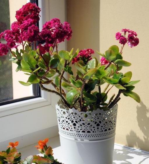 فندق Oazis Panzió