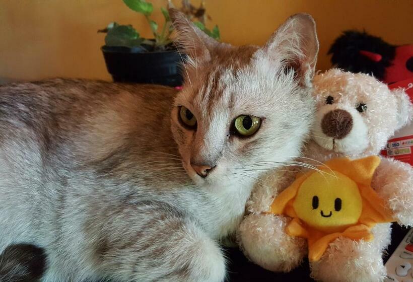 Отель Villa Lumbalumba