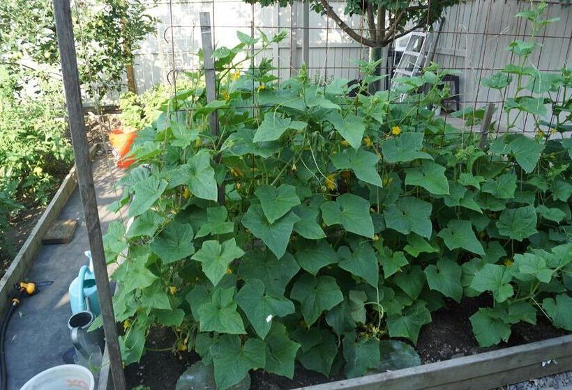 مبيت وإفطار Pelican Guest House. Village Style Living. Spend Vacation Time In Eco Place!