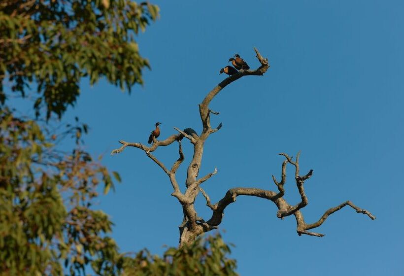 בית מלון כפרי Willow Wood Glamping Retreat