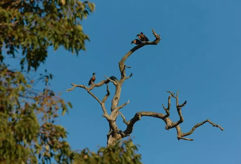 Hotelli Willow Wood Glamping Retreat