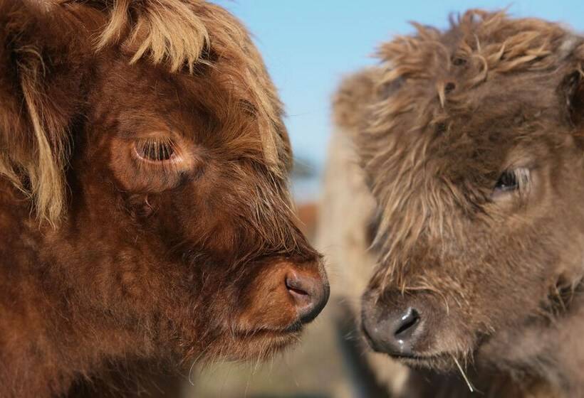 בית מלון כפרי Willow Wood Glamping Retreat