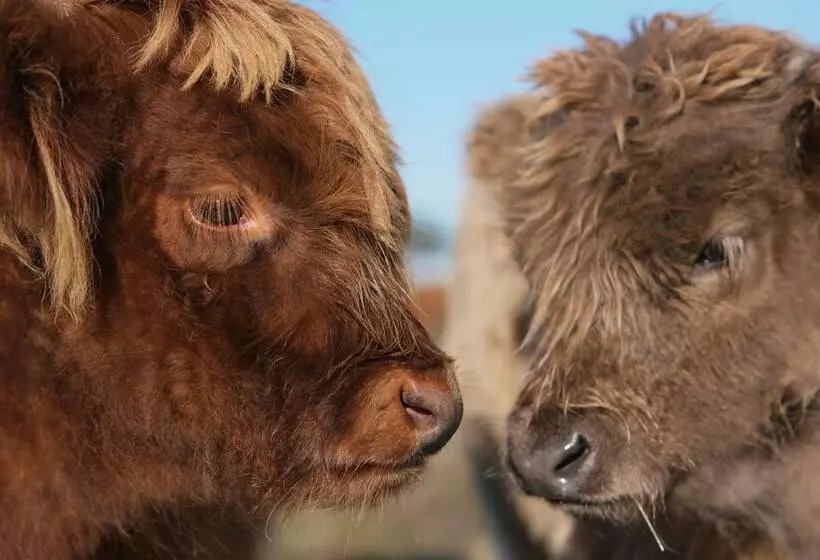 Hotelli Willow Wood Glamping Retreat