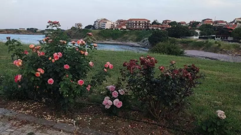 Family Hotel Mimosa