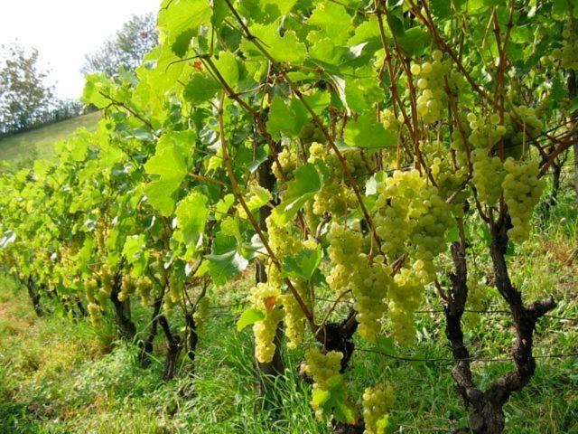 בית מלון כפרי Gasthof Teiser Stern