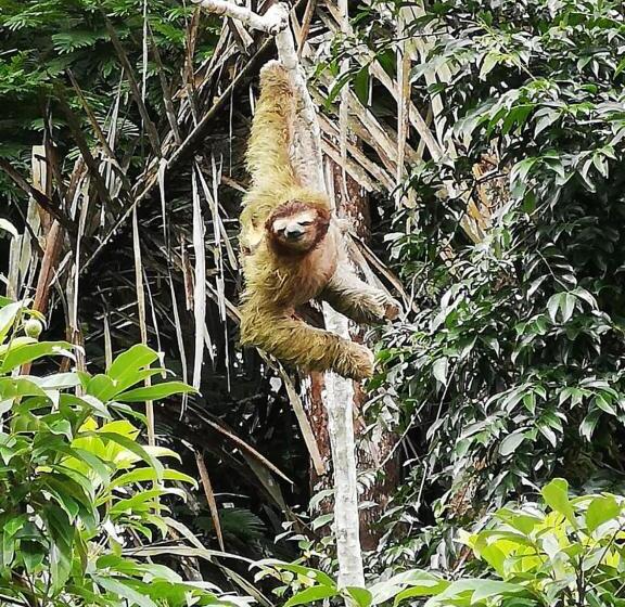 هتل Esmeralda Lodge