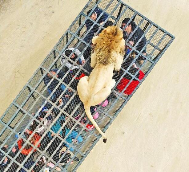 استراحتگاه Safari Lodge