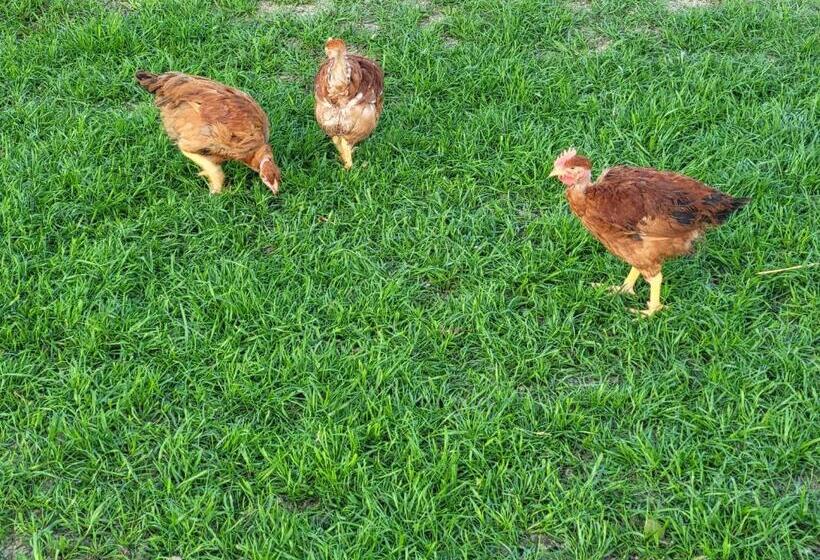 בית מלון כפרי Capayrou   La Plume