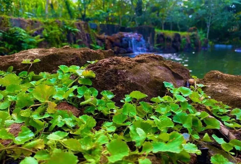 Majatalo Mist Of Sinharaja Eco Lodge
