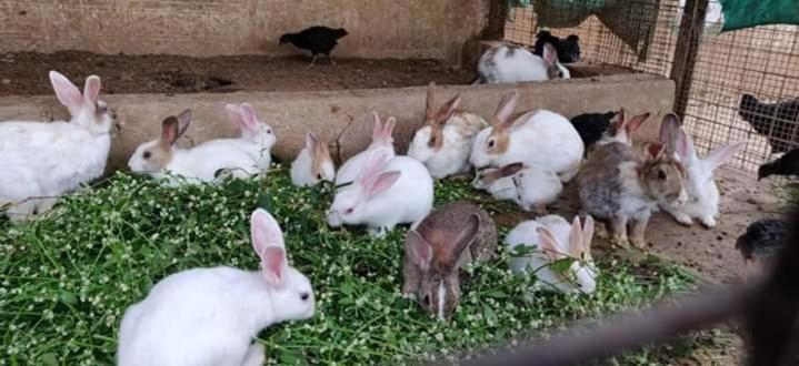 酒店 Swarg Maru Gam Health Resort