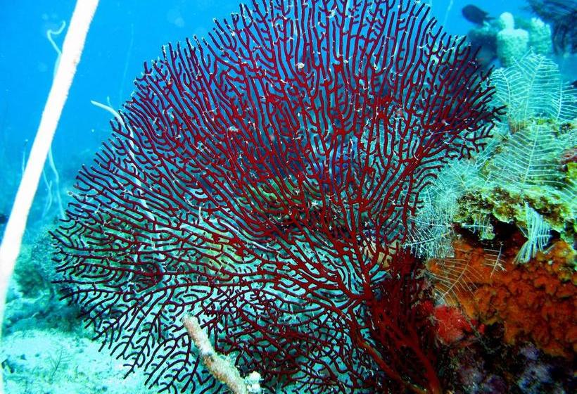 Coral Bay Beach And Dive Resort