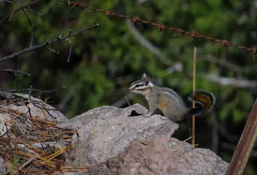 ホテル Cabañas Los Portales Barrancas Del Cobre