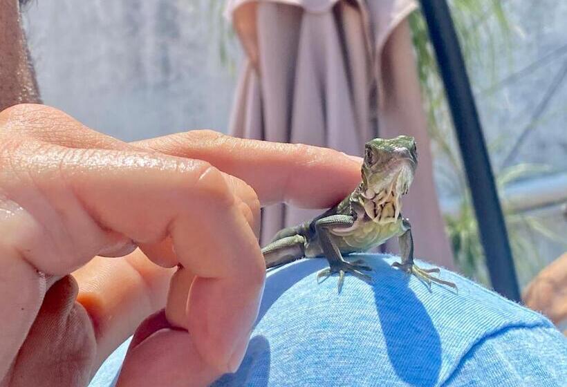 فندق Villa Condesa Del Mar