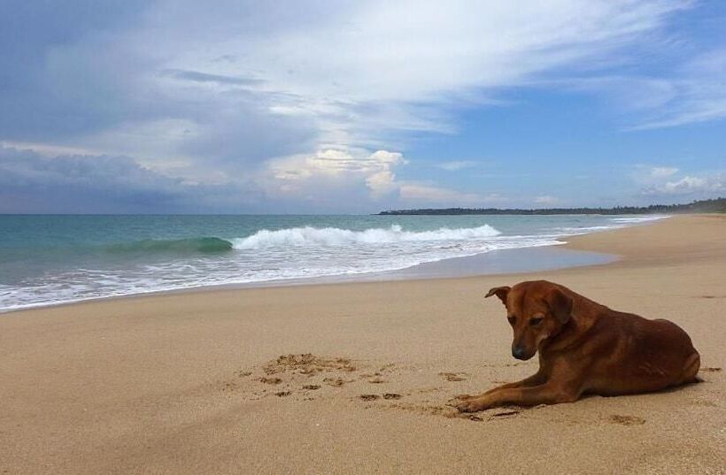 استراحتگاه Seven Turtles