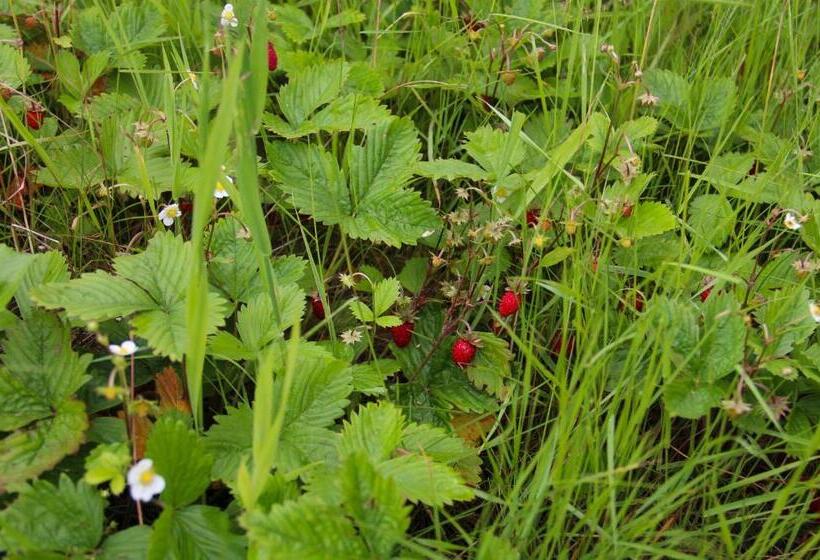 בית מלון כפרי Ansgar Summer