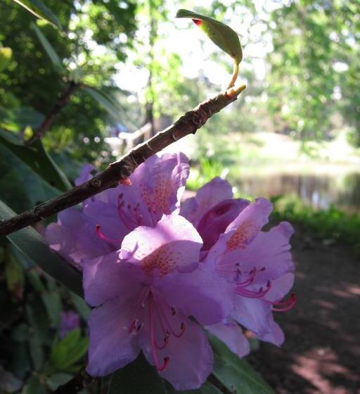 Kvarndammens Bed & Breakfast