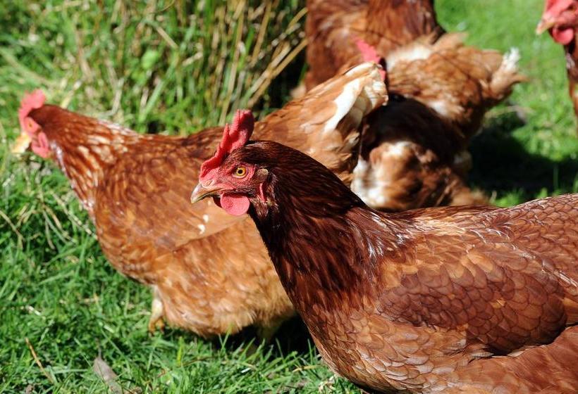 مبيت وإفطار Silver Peaks Lodge