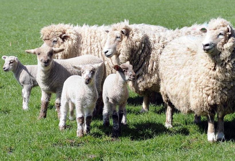 مبيت وإفطار Silver Peaks Lodge